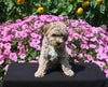 Mini Poodle For Sale Applecreek OH Male-Star