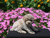 Mini Poodle For Sale Applecreek OH Male-Cuddles