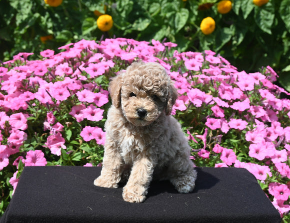 Mini Poodle For Sale Applecreek OH Male-Cuddles