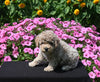 Mini Poodle For Sale Applecreek OH Male-Cuddles