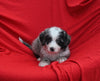 Mini Bernedoodle For Sale Sugarcreek OH Male-Cody