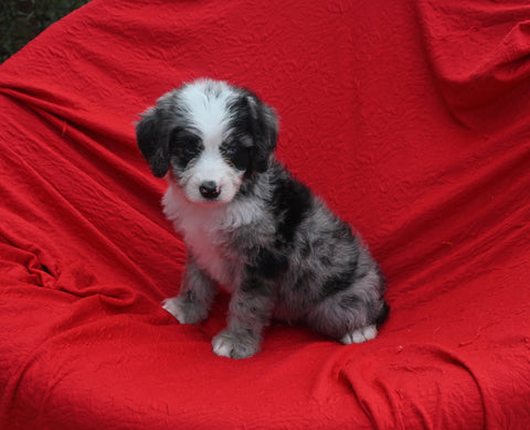 Mini Bernedoodle For Sale Sugarcreek OH Male-Cody