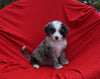 Mini Bernedoodle For Sale Sugarcreek OH Male-Cody