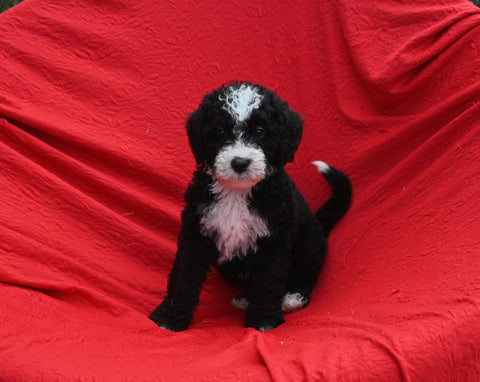 Mini Bernedoodle For Sale Sugarcreek OH Male-Blaze