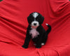 Mini Bernedoodle For Sale Sugarcreek OH Male-Blaze