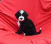 Mini Bernedoodle For Sale Sugarcreek OH Male-Blaze