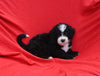 Mini Bernedoodle For Sale Sugarcreek OH Male-Blaze