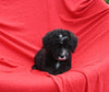 Mini Bernedoodle For Sale Sugarcreek OH Female-Ebony