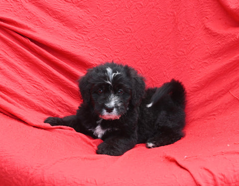 Mini Bernedoodle For Sale Sugarcreek OH Female-Ebony