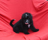 Mini Bernedoodle For Sale Sugarcreek OH Female-Ebony