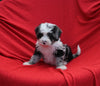 Mini Bernedoodle For Sale Sugarcreek OH Male-Oliver