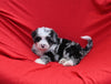 Mini Bernedoodle For Sale Sugarcreek OH Male-Oliver