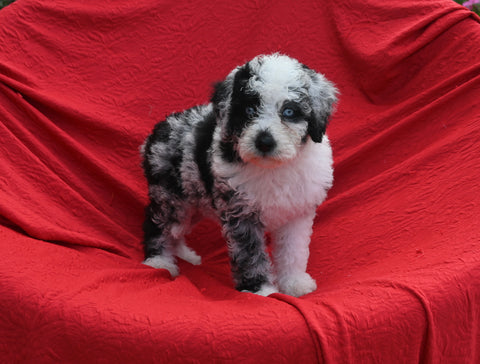 Mini Bernedoodle For Sale Sugarcreek OH Female-Willow