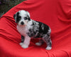 Mini Bernedoodle For Sale Sugarcreek OH Female-Willow