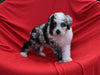 Mini Bernedoodle For Sale Sugarcreek OH Female-Willow