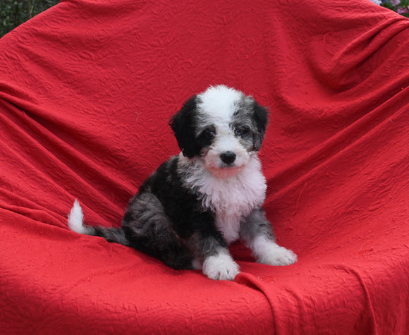 Mini Bernedoodle For Sale Sugarcreek OH Male-Marble