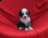 Mini Bernedoodle For Sale Sugarcreek OH Male-Marble