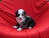 Mini Bernedoodle For Sale Sugarcreek OH Male-Marble