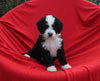 Mini Bernedoodle For Sale Sugarcreek OH Female-Nova