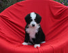 Mini Bernedoodle For Sale Sugarcreek OH Female-Nova