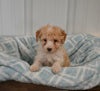 Mini F1B Aussiedoodle For Sale Applecreek OH Female-Francesca