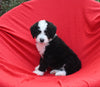 Mini Bernedoodle For Sale Sugarcreek OH Female-Nova