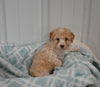 Mini F1B Aussiedoodle For Sale Applecreek OH Female-Francesca