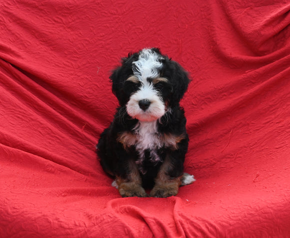 Mini Bernedoodle For Sale Sugarcreek OH Male-Leo