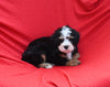 Mini Bernedoodle For Sale Sugarcreek OH Male-Leo