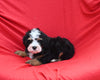 Mini Bernedoodle For Sale Sugarcreek OH Male-Leo