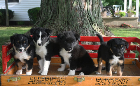 Border Collie/ Australian Shepherd For Sale Millersburg OH