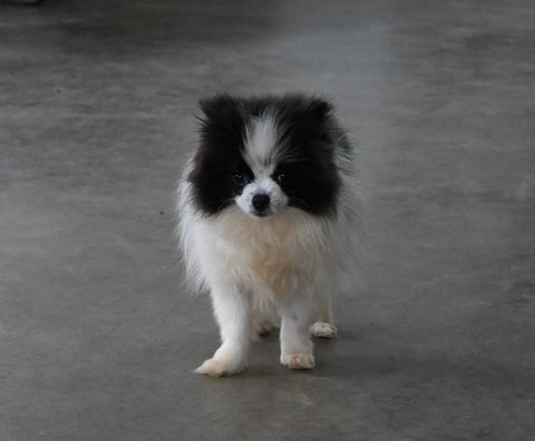 ACA Registered Pomeranian For Sale Millersburg OH Female-Bailey