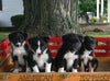 Border Collie/ Australian Shepherd For Sale Millersburg OH