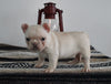 AKC Registered French Bulldog For Sale Millersburg OH Female-Angel