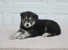 German/ Husky For Sale Holmesville OH Male-Theo