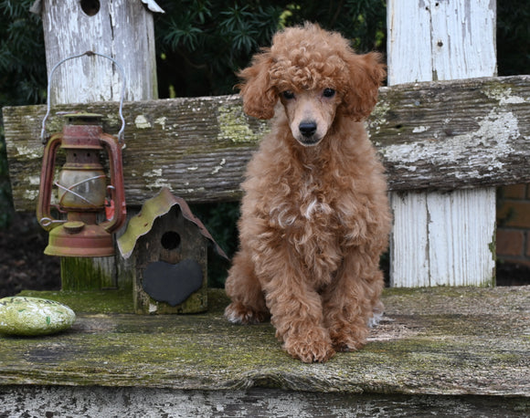 ACA Registered Mini Poodle For Sale Millersburg OH Female-Olivia