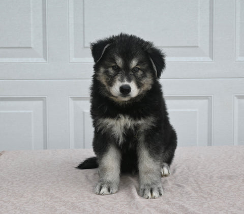 German/ Husky For Sale Holmesville OH Male-Theo