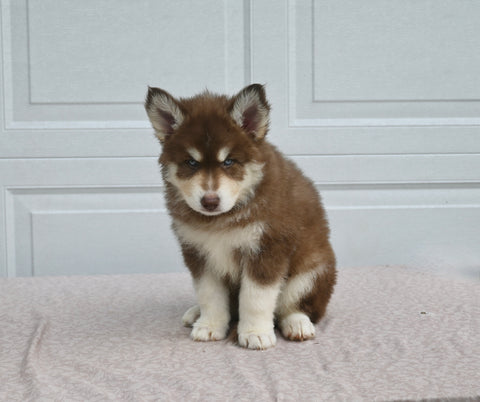 German/ Husky For Sale Holmesville OH Male-Toby