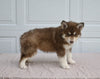 German/ Husky For Sale Holmesville OH Male-Toby