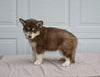 German/ Husky For Sale Holmesville OH Male-Toby