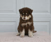 German/ Husky For Sale Holmesville OH Male-Sarge