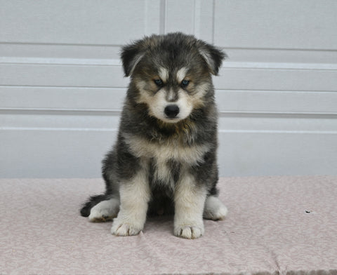 German/ Husky For Sale Holmesville OH Male-Kody