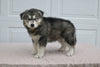 German/ Husky For Sale Holmesville OH Male-Kody