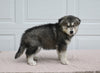 German/ Husky For Sale Holmesville OH Male-Kody