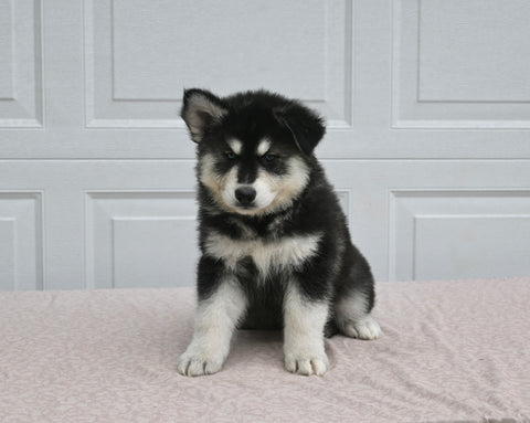 German/ Husky For Sale Holmesville OH Female-Megan