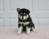 German/ Husky For Sale Holmesville OH Female-Megan