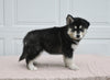 German/ Husky For Sale Holmesville OH Female-Megan