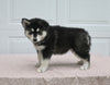 German/ Husky For Sale Holmesville OH Female-Megan