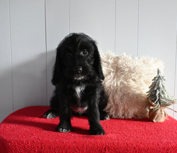 Beagle/Mini Poodle For Sale Millersburg OH Female-Priscilla