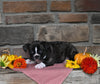 Frenchton For Sale Millersburg OH Male-Quinton